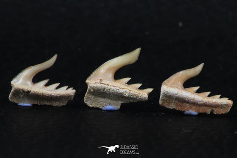 06409 - Great Collection of 3 Weltonia ancistrodon Shark Teeth Paleocene
