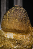 08000 - Nicely Preserved 1.10 Inch Globidens phosphaticus (Mosasaur) Tooth on Matrix Cretaceous
