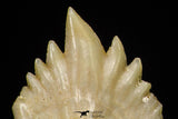 20974 - Well Preserved 0.44 Inch Ginglymostoma sp Nurse Shark Teeth Paleocene