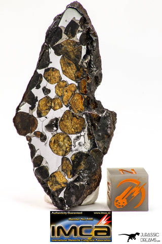 09152 - Sericho Pallasite Meteorite Polished Section Fell in Kenya 24 g
