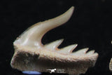 06409 - Great Collection of 3 Weltonia ancistrodon Shark Teeth Paleocene