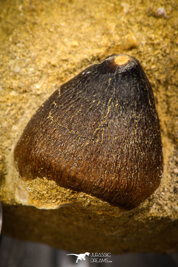 08001 - Nicely Preserved 0.98 Inch Globidens phosphaticus (Mosasaur) Tooth on Matrix Cretaceous