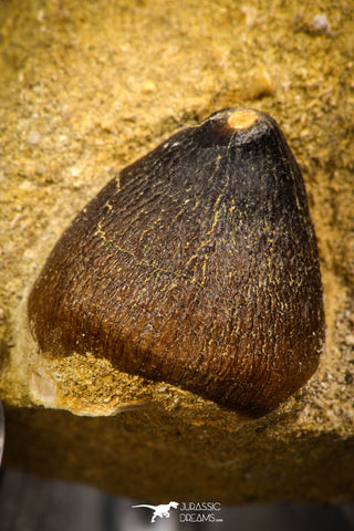 08001 - Nicely Preserved 0.98 Inch Globidens phosphaticus (Mosasaur) Tooth on Matrix Cretaceous