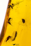 09151 - Top Quality 1.19 Inch Baltic Amber With An Inclusion Of Fossil Insects (Diptera- Dolichopodidae Fly)