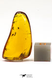 09151 - Top Quality 1.19 Inch Baltic Amber With An Inclusion Of Fossil Insects (Diptera- Dolichopodidae Fly)