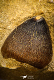 08001 - Nicely Preserved 0.98 Inch Globidens phosphaticus (Mosasaur) Tooth on Matrix Cretaceous