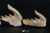 06409 - Great Collection of 3 Weltonia ancistrodon Shark Teeth Paleocene