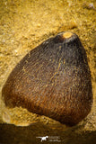 08001 - Nicely Preserved 0.98 Inch Globidens phosphaticus (Mosasaur) Tooth on Matrix Cretaceous