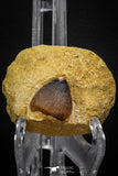 08001 - Nicely Preserved 0.98 Inch Globidens phosphaticus (Mosasaur) Tooth on Matrix Cretaceous
