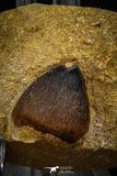 08001 - Nicely Preserved 0.98 Inch Globidens phosphaticus (Mosasaur) Tooth on Matrix Cretaceous