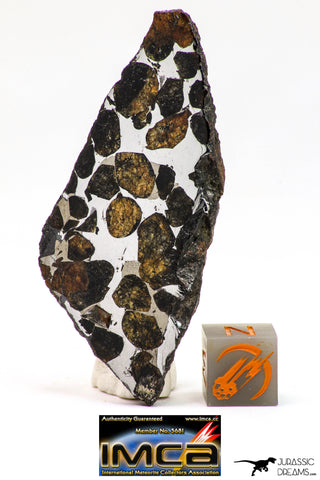 09153 - Sericho Pallasite Meteorite Polished Section Fell in Kenya 18.6 g