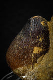 08001 - Nicely Preserved 0.98 Inch Globidens phosphaticus (Mosasaur) Tooth on Matrix Cretaceous