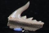 06410 - Great Collection of 3 Weltonia ancistrodon Shark Teeth Paleocene