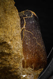 08001 - Nicely Preserved 0.98 Inch Globidens phosphaticus (Mosasaur) Tooth on Matrix Cretaceous