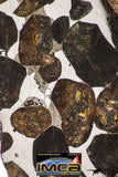 09153 - Sericho Pallasite Meteorite Polished Section Fell in Kenya 18.6 g
