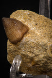 08002 - Nicely Preserved 0.84 Inch Globidens phosphaticus (Mosasaur) Tooth on Matrix Cretaceous