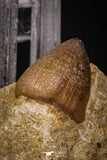 08002 - Nicely Preserved 0.84 Inch Globidens phosphaticus (Mosasaur) Tooth on Matrix Cretaceous