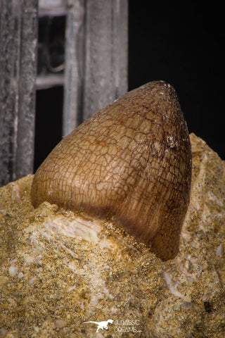 08002 - Nicely Preserved 0.84 Inch Globidens phosphaticus (Mosasaur) Tooth on Matrix Cretaceous