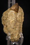 08002 - Nicely Preserved 0.84 Inch Globidens phosphaticus (Mosasaur) Tooth on Matrix Cretaceous