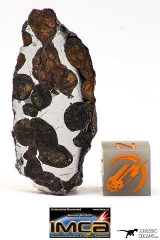 09154 - Sericho Pallasite Meteorite Polished Section Fell in Kenya 10.1 g