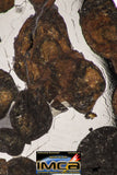 09154 - Sericho Pallasite Meteorite Polished Section Fell in Kenya 10.1 g