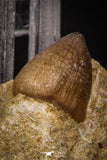 08002 - Nicely Preserved 0.84 Inch Globidens phosphaticus (Mosasaur) Tooth on Matrix Cretaceous