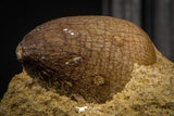 08002 - Nicely Preserved 0.84 Inch Globidens phosphaticus (Mosasaur) Tooth on Matrix Cretaceous