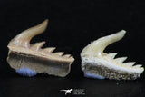 06411 - Great Collection of 3 Weltonia ancistrodon Shark Teeth Paleocene