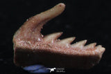 06411 - Great Collection of 3 Weltonia ancistrodon Shark Teeth Paleocene