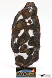 09154 - Sericho Pallasite Meteorite Polished Section Fell in Kenya 10.1 g