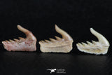 06411 - Great Collection of 3 Weltonia ancistrodon Shark Teeth Paleocene