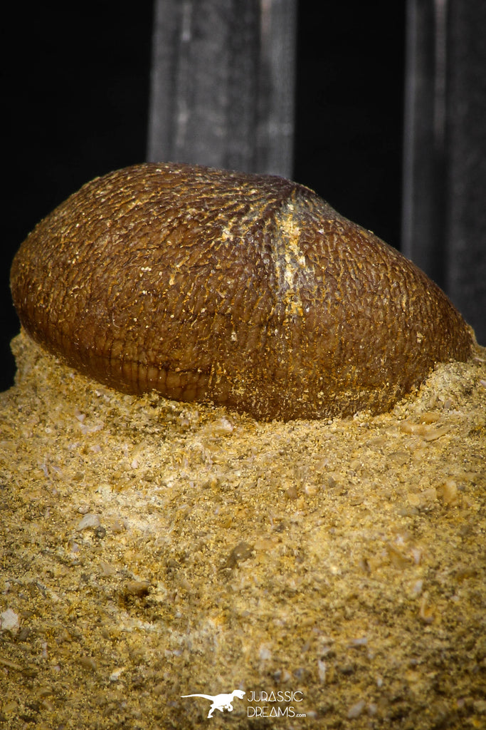 08003 - Nicely Preserved 0.93 Inch Globidens phosphaticus (Mosasaur) Tooth on Matrix Cretaceous