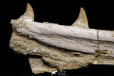 20975 - Superb 15.31 Inch Platecarpus ptychodon (Mosasaur) Partial Left Hemi-Jaw Cretaceous