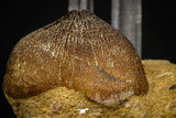08004 - Nicely Preserved 1.25 Inch Globidens phosphaticus (Mosasaur) Tooth on Matrix Cretaceous