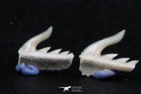 06412 - Great Collection of 5 Weltonia ancistrodon Shark Teeth Paleocene