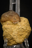 08004 - Nicely Preserved 1.25 Inch Globidens phosphaticus (Mosasaur) Tooth on Matrix Cretaceous