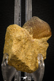 08004 - Nicely Preserved 1.25 Inch Globidens phosphaticus (Mosasaur) Tooth on Matrix Cretaceous
