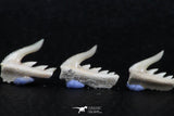 06412 - Great Collection of 5 Weltonia ancistrodon Shark Teeth Paleocene