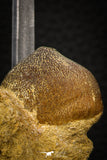 08004 - Nicely Preserved 1.25 Inch Globidens phosphaticus (Mosasaur) Tooth on Matrix Cretaceous