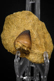 08005 - Nicely Preserved 1.11 Inch Globidens phosphaticus (Mosasaur) Tooth on Matrix Cretaceous