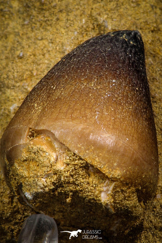 08005 - Nicely Preserved 1.11 Inch Globidens phosphaticus (Mosasaur) Tooth on Matrix Cretaceous