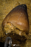 08005 - Nicely Preserved 1.11 Inch Globidens phosphaticus (Mosasaur) Tooth on Matrix Cretaceous