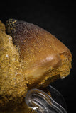 08005 - Nicely Preserved 1.11 Inch Globidens phosphaticus (Mosasaur) Tooth on Matrix Cretaceous