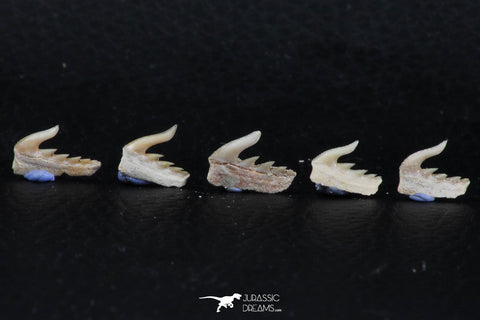 06413 - Great Collection of 5 Weltonia ancistrodon Shark Teeth Paleocene