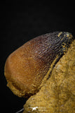 08005 - Nicely Preserved 1.11 Inch Globidens phosphaticus (Mosasaur) Tooth on Matrix Cretaceous