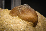 08006 - Nicely Preserved 0.80 Inch Globidens phosphaticus (Mosasaur) Tooth on Matrix Cretaceous