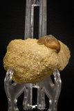 08006 - Nicely Preserved 0.80 Inch Globidens phosphaticus (Mosasaur) Tooth on Matrix Cretaceous