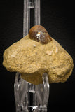 08006 - Nicely Preserved 0.80 Inch Globidens phosphaticus (Mosasaur) Tooth on Matrix Cretaceous