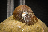 08006 - Nicely Preserved 0.80 Inch Globidens phosphaticus (Mosasaur) Tooth on Matrix Cretaceous