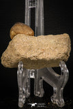 08007 - Nicely Preserved 0.96 Inch Globidens phosphaticus (Mosasaur) Tooth on Matrix Cretaceous
